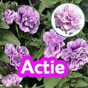 Bild von Petunia P12 "Actie" Double Pink Purple Vein